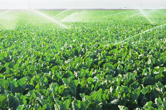 irrigation_chlorine.jpg