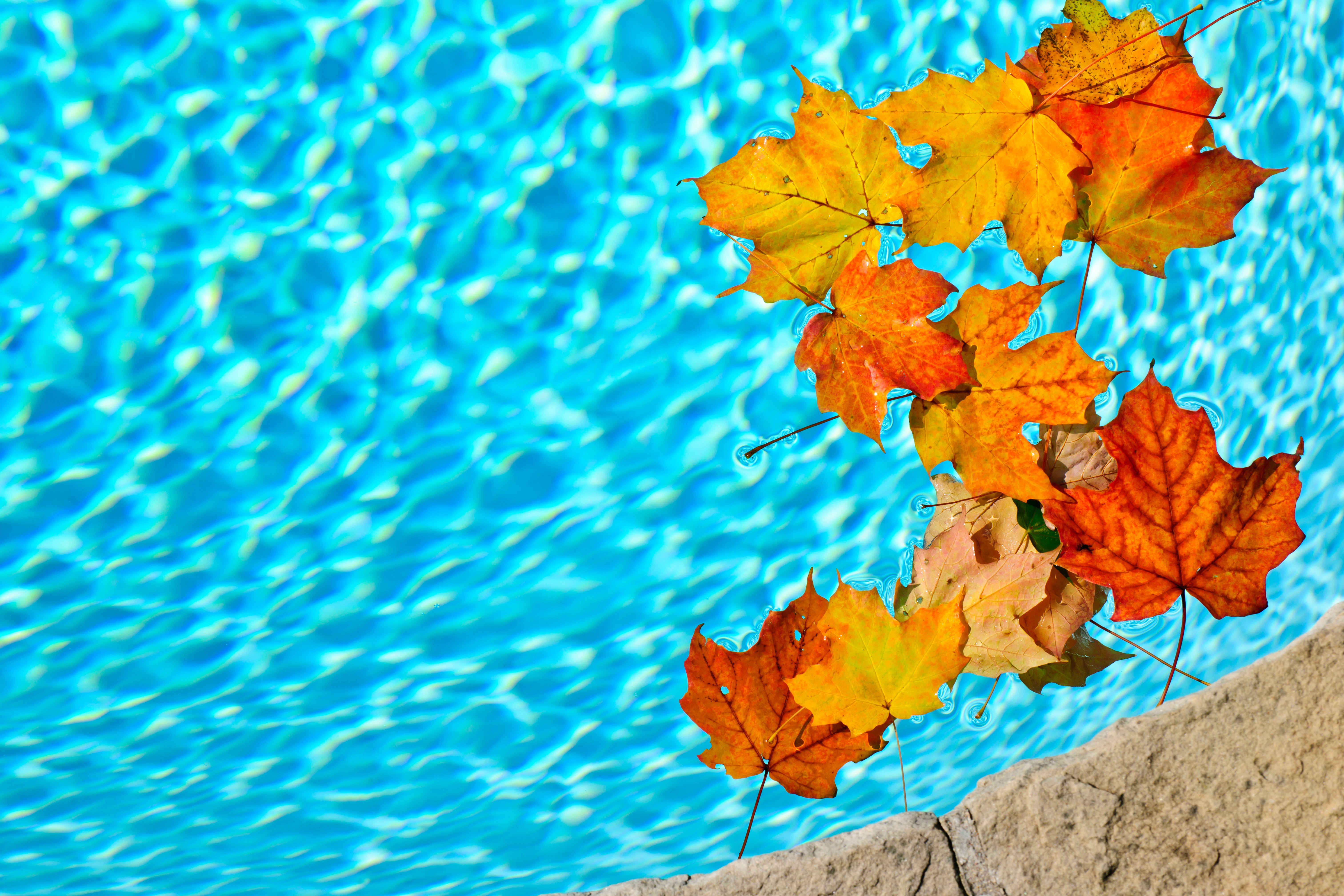 Pool with Leaves